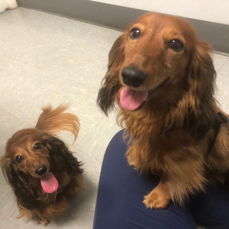 Animal Medical Clinic of Gulf Gate's icon