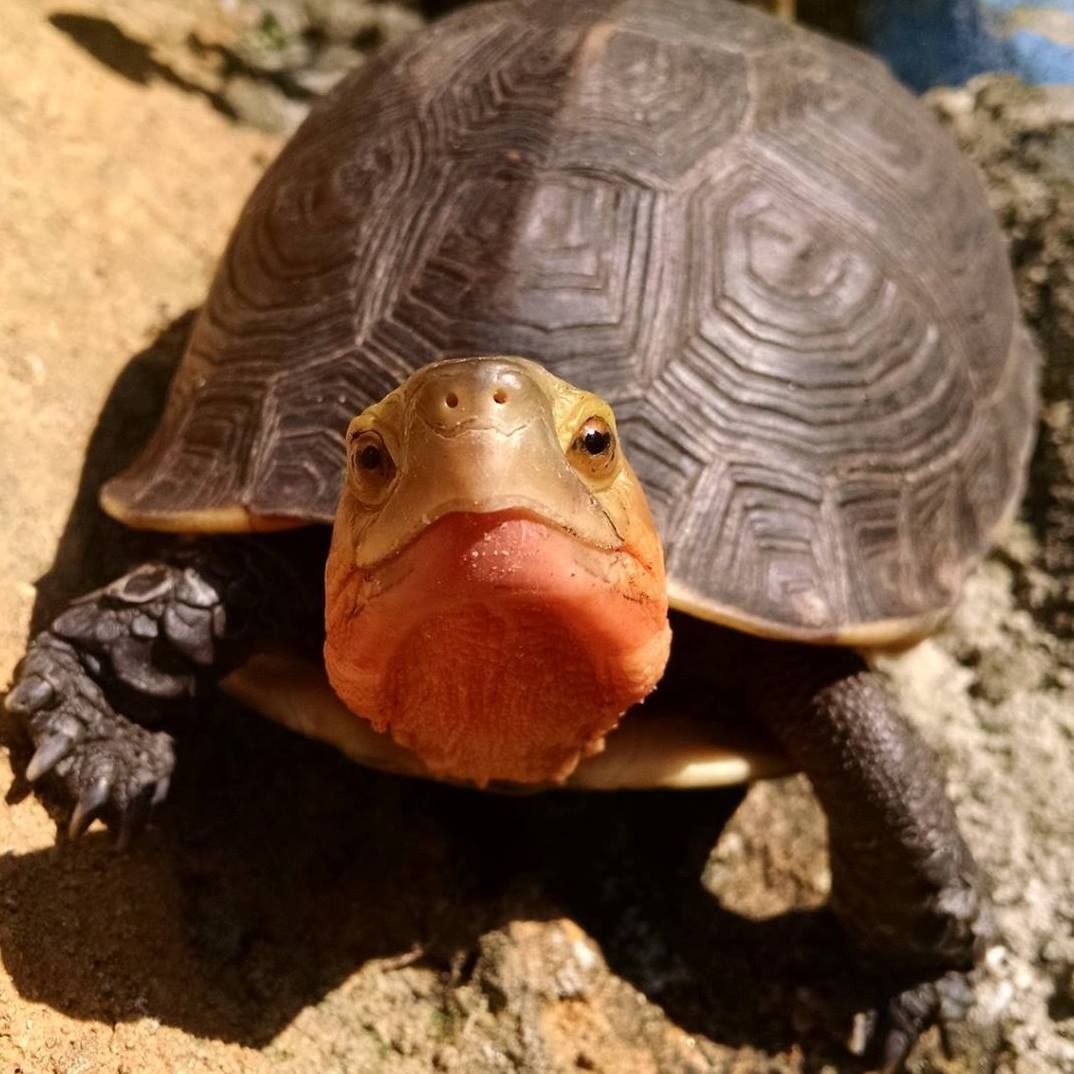 The Turtle Source's icon