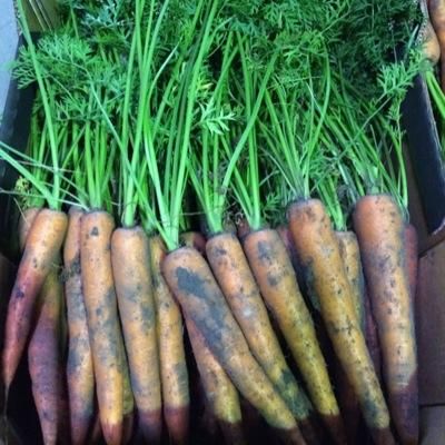 Langridge Organics's icon