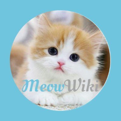MeowWiki's icon
