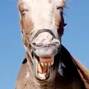 Guy Harrop's icon
