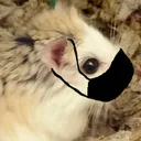 Hamsterwatch #Bb28's icon