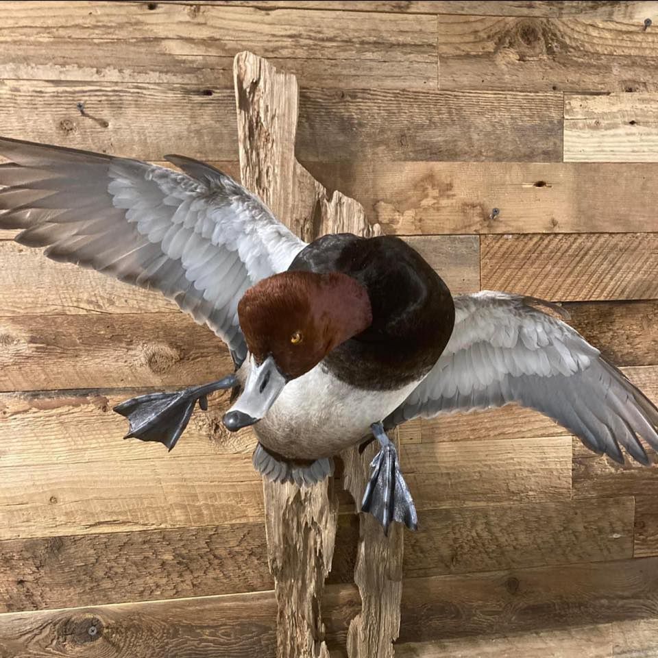 The Waterfowl Studio's brand icon
