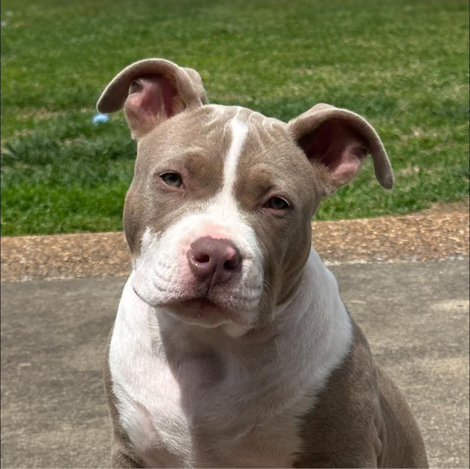 Animal Kare Center's icon