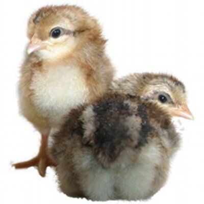 Poultrykeeper.Com's icon