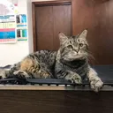 Fair Avenue Vet Clinic's icon