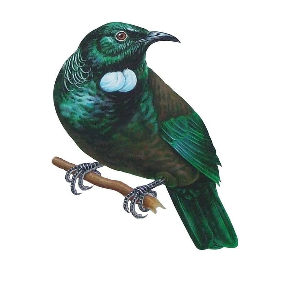Wairakei Golf + Sanctuary's icon
