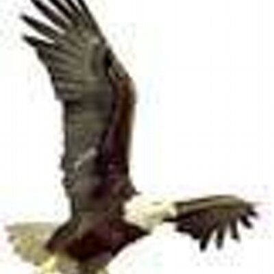 Blue Mountain Eagle's icon