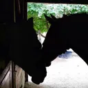 SHERR -Equine Rescue's icon