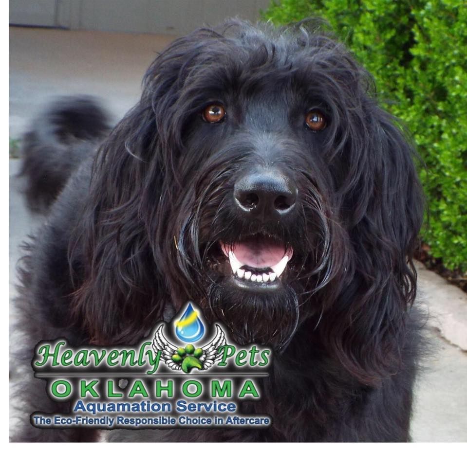 Heavenly Pets Oklahoma's icon