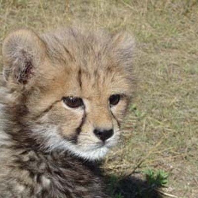 Daniell Cheetah's icon