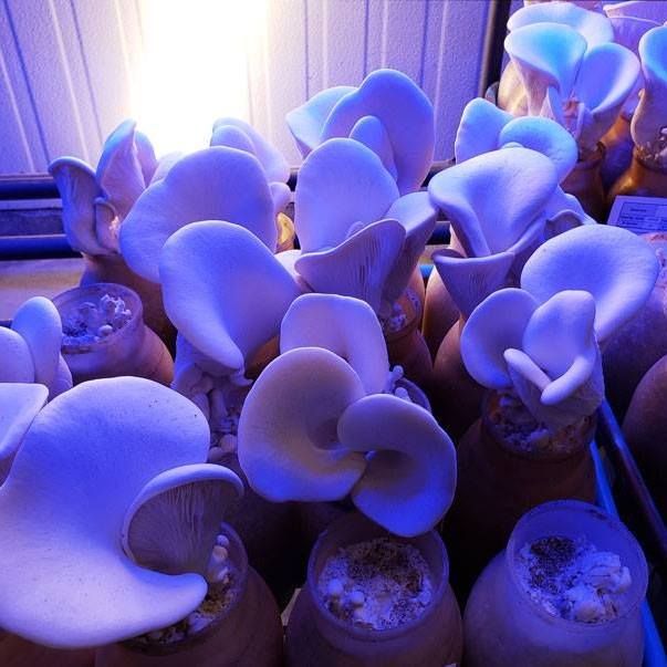 Gourmet Mushrooms's icon