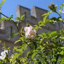 chateau d'Hardelot's icon