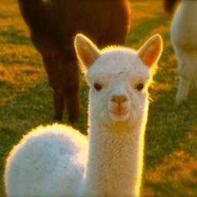 Alpaca Palace's icon