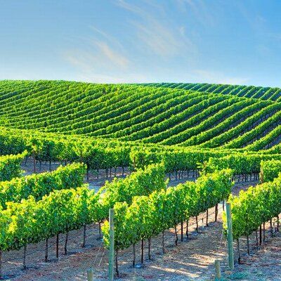 Esser Wines's icon