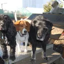Camp Canine's icon