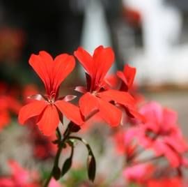 Pelargonie24's icon