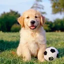 Woofpackpetcare's icon
