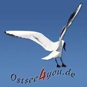 fischland-darss-zingst.net's icon