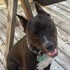 Walton County Animal Clinic's icon