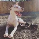 Animal Ortho Care's icon
