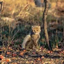 Zambian Carnivore's icon