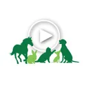 Onlinepethealth's icon
