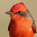 Tucson Bird's icon