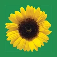 Sunflower logo