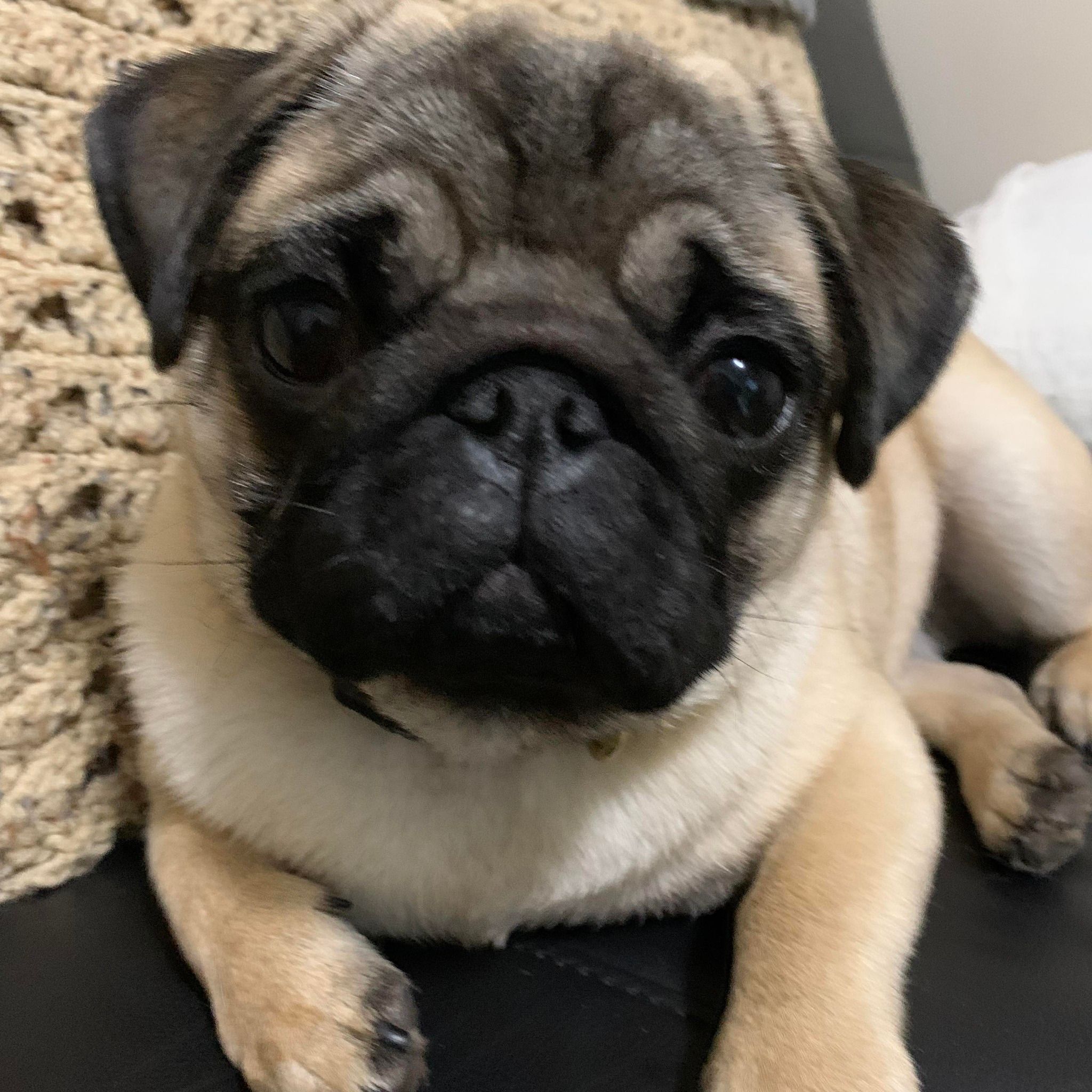 Gentle Paws Pet Grooming's icon
