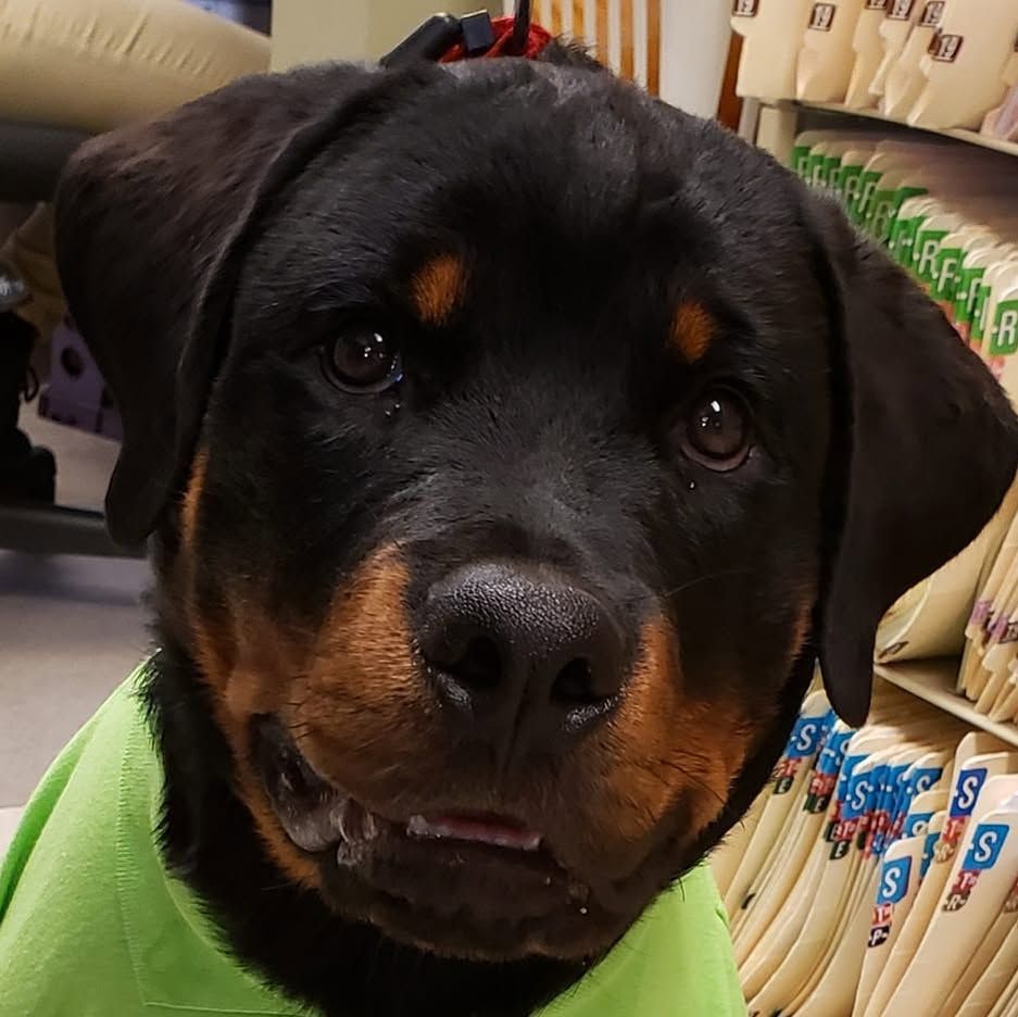 Peotone Animal Hospital's icon