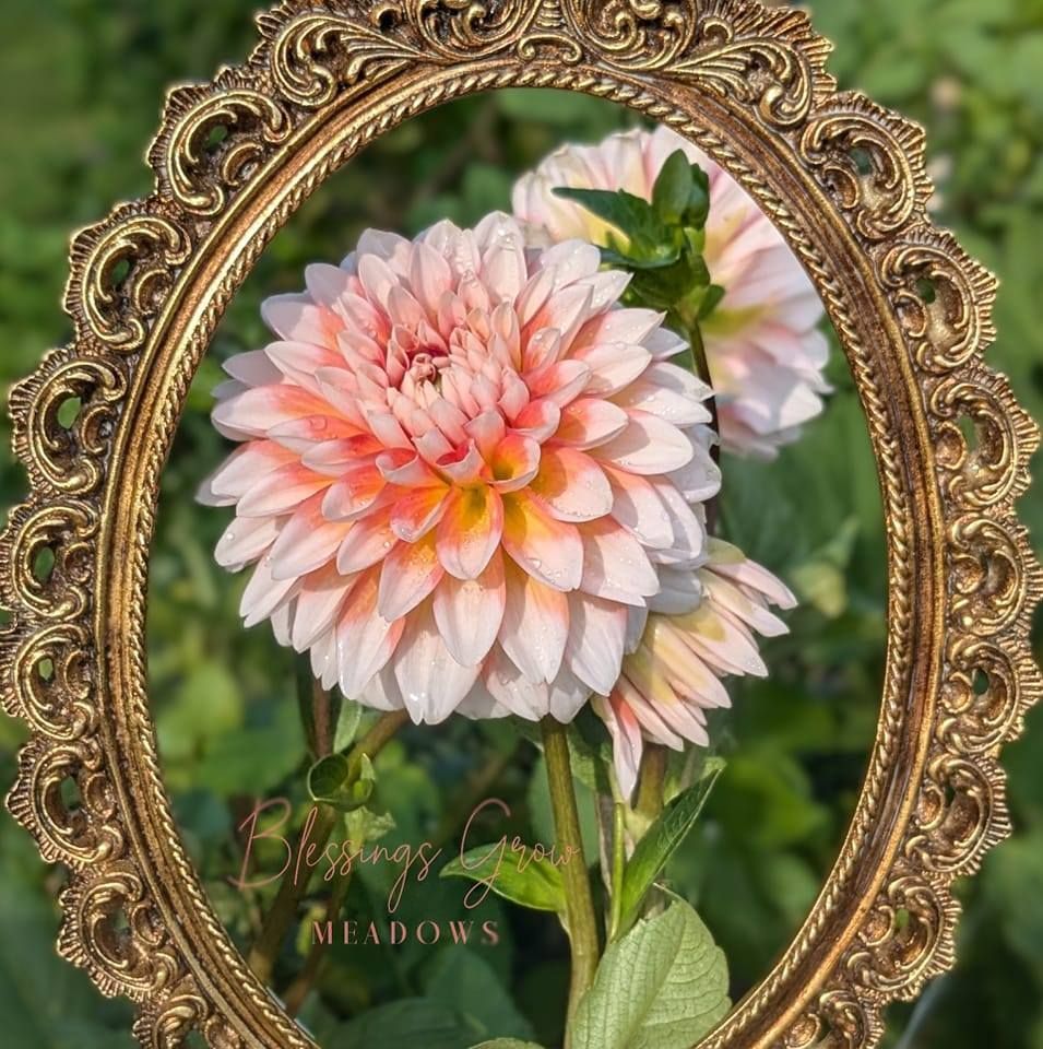 Blessings Grow Meadows, LLC's logos