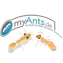 Myants.de | Weiden in der Oberpfalz's icon