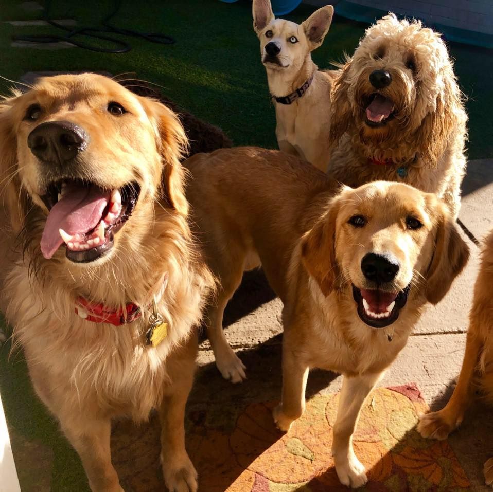 Down to Earth Dogs's icon