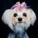 Bardel Bows's icon