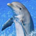 BioExpedition's icon