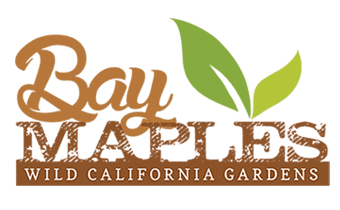 Bay Maples's logos