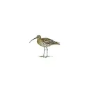 curlewcall.org's icon
