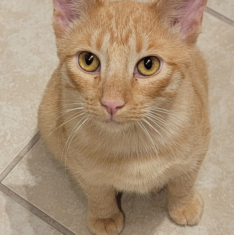 SoCo Spay's icon