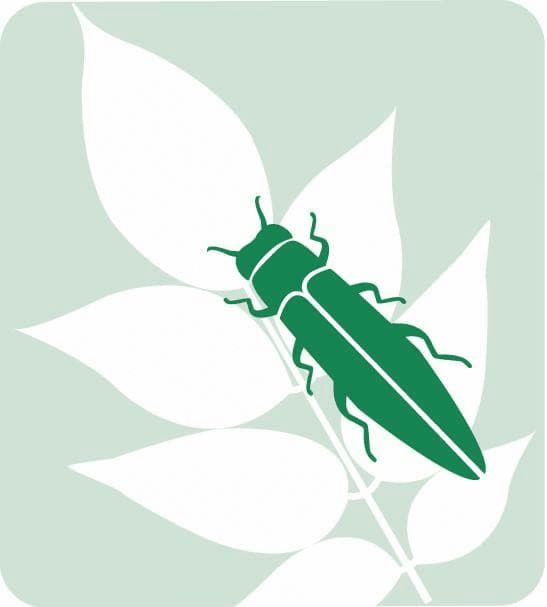 Emerald Ash Borer's logos