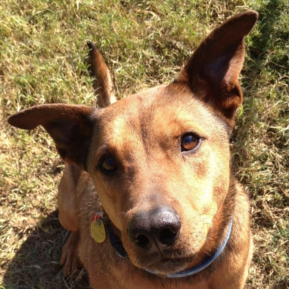 TX Oliver Animal Hospital's icon