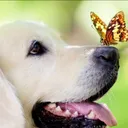 Academy East Veterinary Hospital's icon