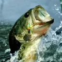 Gary Stelly's icon