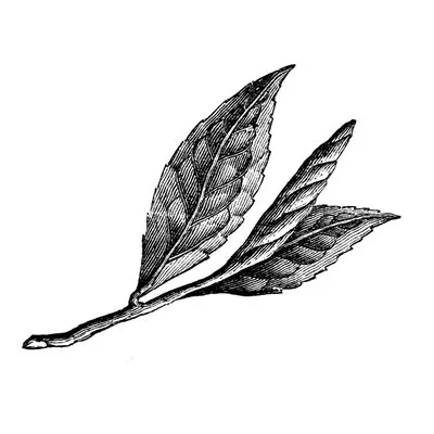 Ocean Botanicals