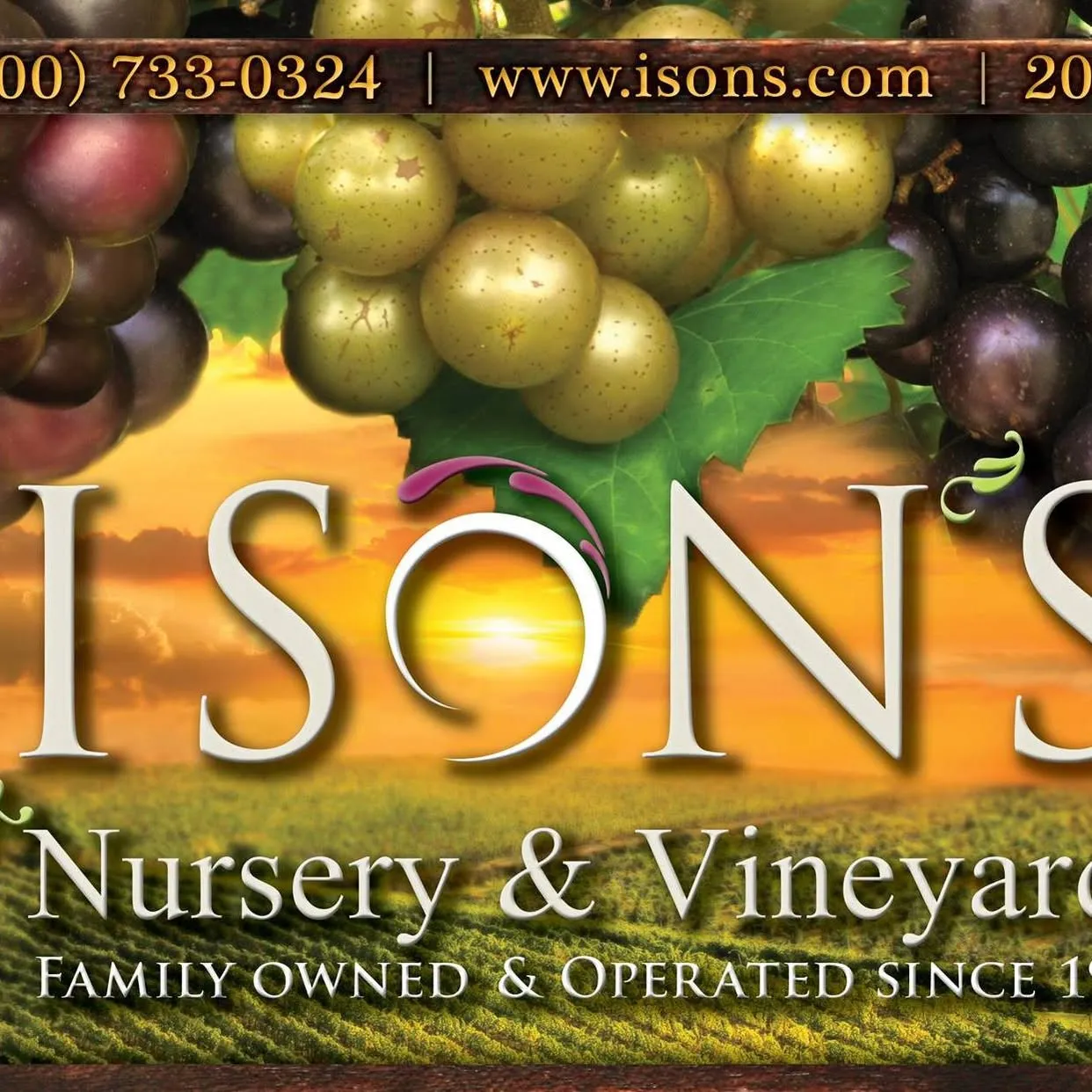 Isons