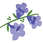 Jacarandaliving