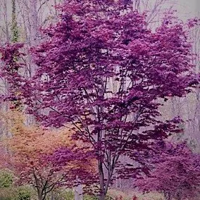 Japanesemaplesandconifers