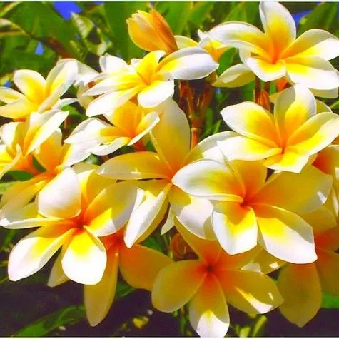 Justplumerias