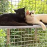 Logo Kattenhotel de Sfinx