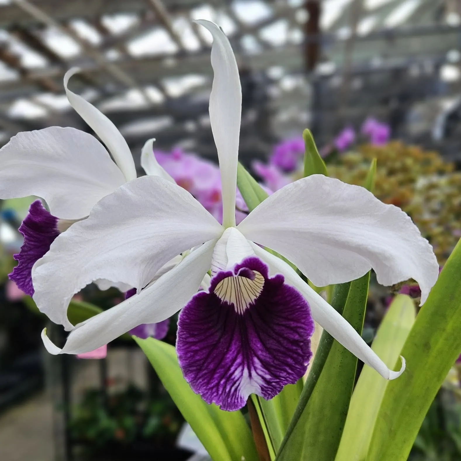 Kawamotoorchids